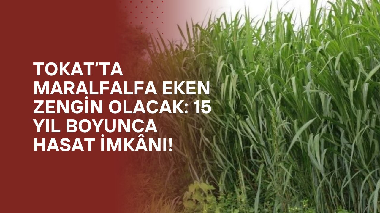 Tokat’ta Maralfalfa Eken Zengin Olacak: 15 Yıl Boyunca Hasat İmkânı!