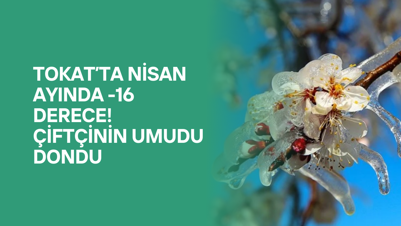 Tokat’ta Nisan Ayında -16 Derece! Çiftçinin Umudu Dondu