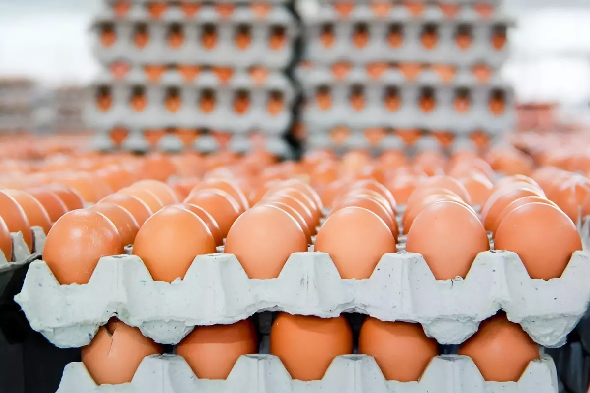 Almanya’da Kahverengi Yumurta Dönemi Bitiyor! Süpermarket Raflarında Artık Olmayacak