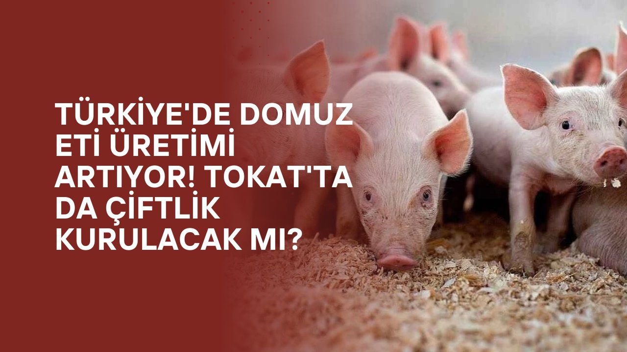 Türkiye'de Domuz Eti Üretimi Artıyor! Tokat'ta da çiftlik kurulacak mı?