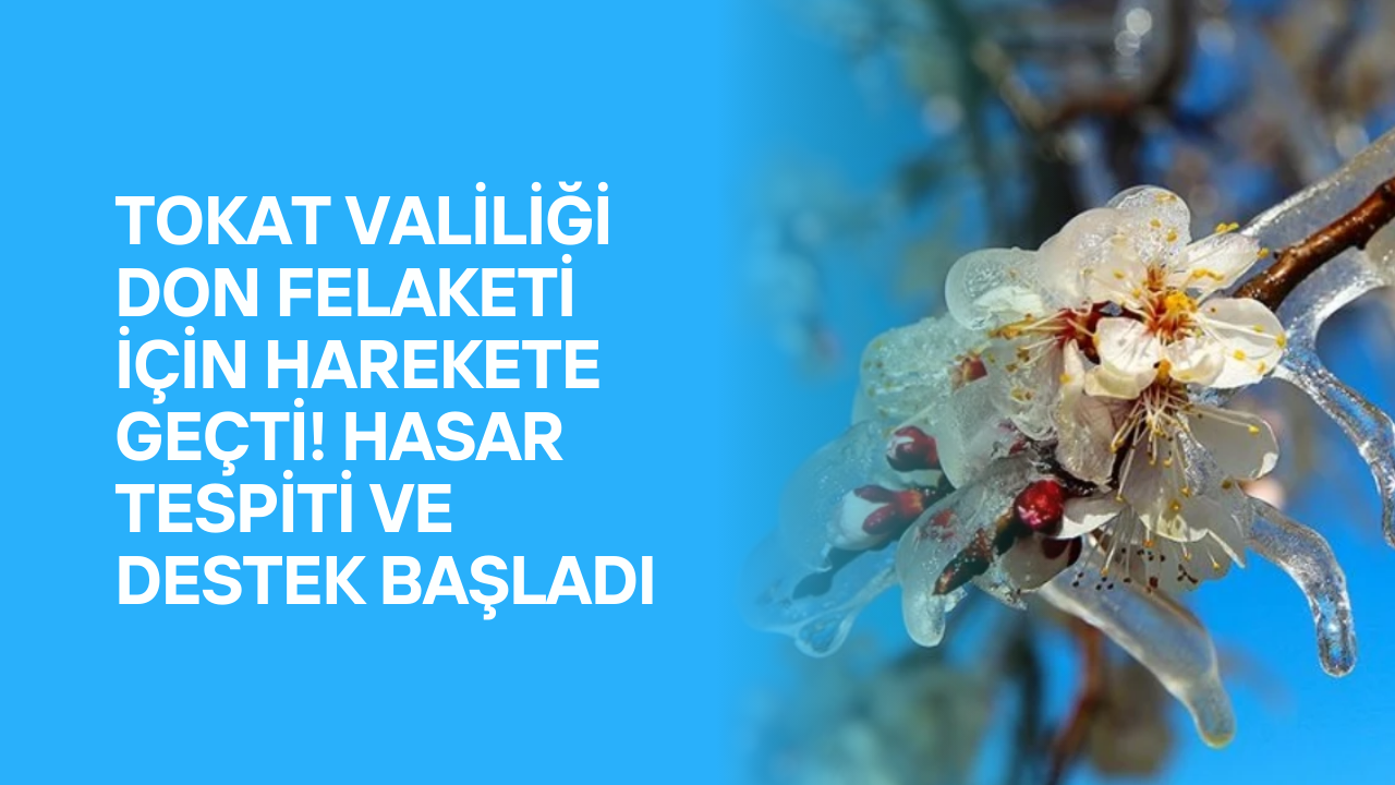 Tokat Valiliği Don Felaketi İçin Harekete Geçti! Hasar Tespiti ve Destek Başladı