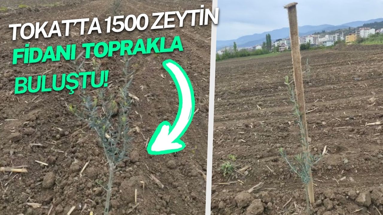 Tokat Niksar'da 1.500 Zeytin Fidanı Dikti Her Yıl Bir Daire Alacak!