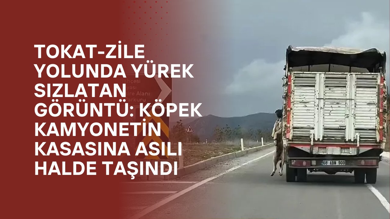 Bu nasıl vicdan! Tokat-Zile Yolunda Yürek Sızlatan Görüntü: Köpek Kamyonetin Kasasına Asılı Halde Taşındı