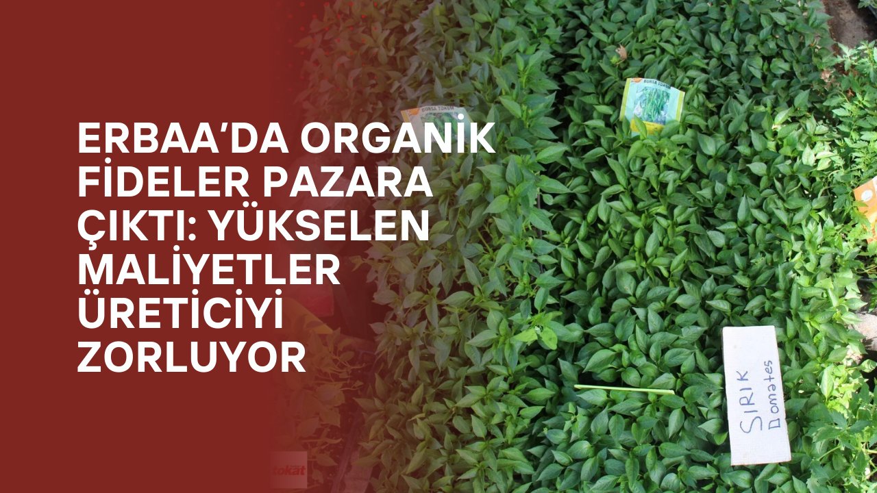 Erbaa’da Yaz Fideleri Tezgahlarda: Fiyatlar El Yakıyor!