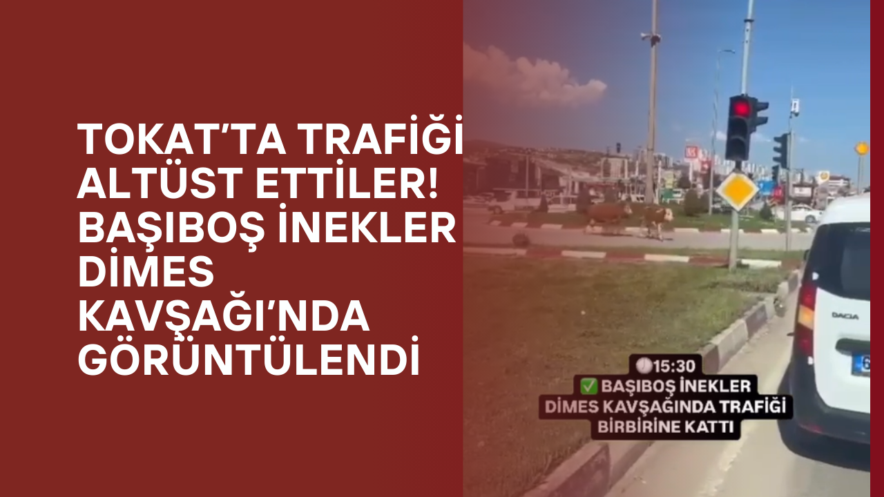Tokat’ta Trafiği Altüst Ettiler! Başıboş İnekler Dimes Kavşağı’nda Görüntülendi