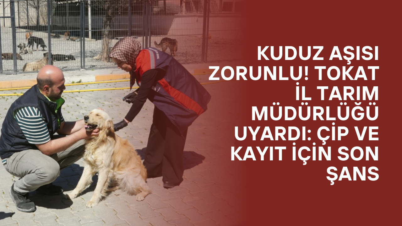 Kuduz Aşısı Zorunlu! Tokat İl Tarım Müdürlüğü Uyardı: Çip ve Kayıt İçin Son Şans