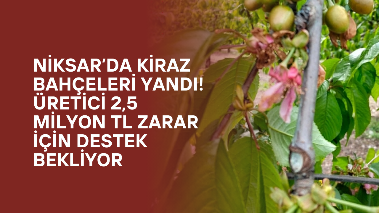 Niksar’da Kiraz Bahçeleri Yandı! Üretici 2,5 Milyon TL Zarar İçin Destek Bekliyor