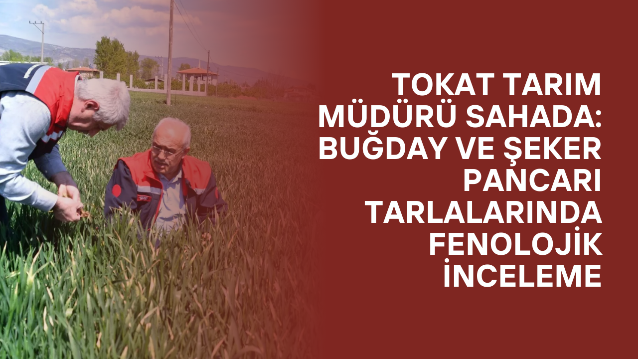 Tokat Tarım Müdürü Sahada: Buğday ve Şeker Pancarı Tarlalarında Fenolojik İnceleme