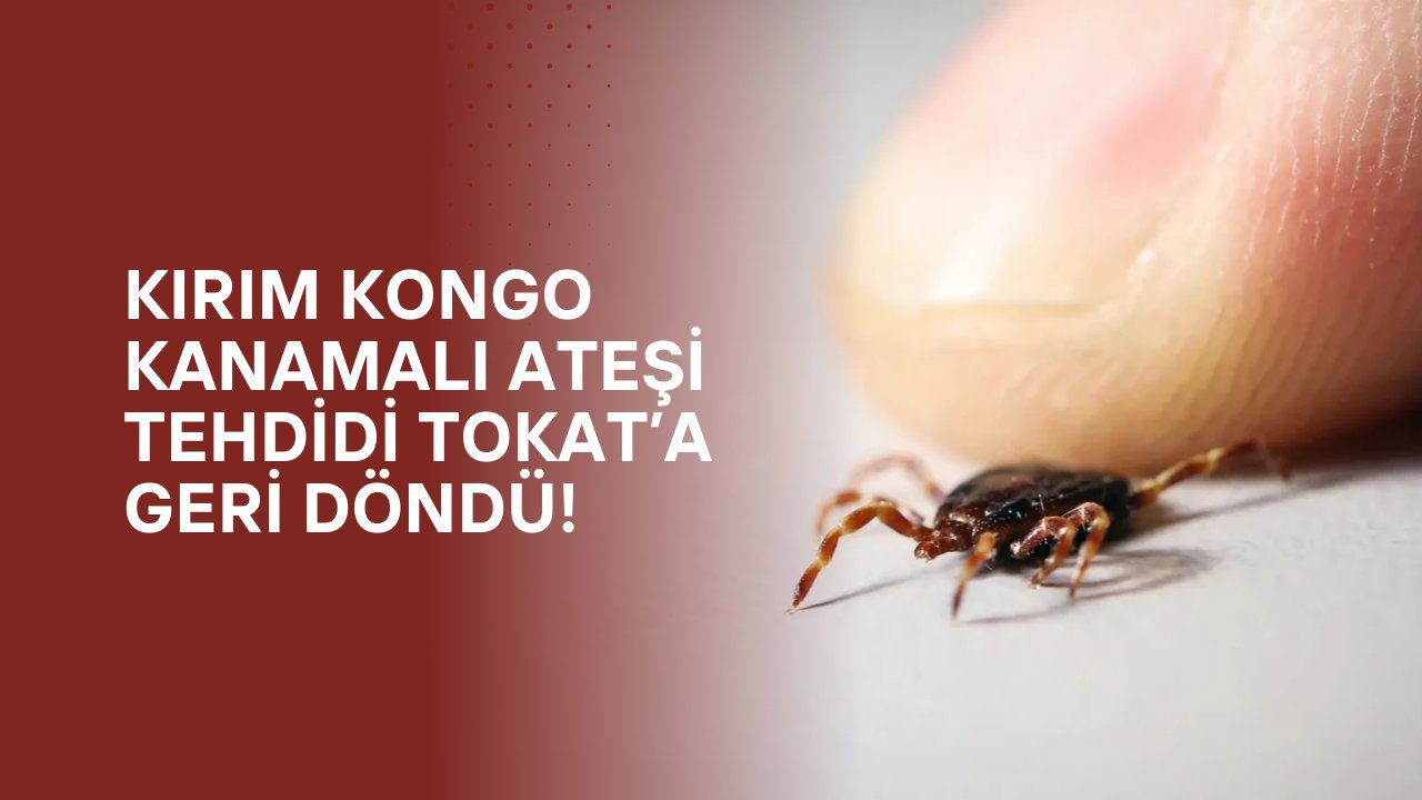 Kırım Kongo Kanamalı Ateşi Tehdidi Tokat’a Geri Döndü!