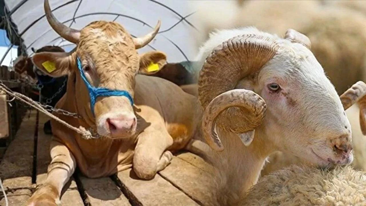 Tokat’ta Kurbanlık Fiyatları Açıklandı! 2025 Hisse ve Kesim Ücretleri Ne Kadar Oldu?